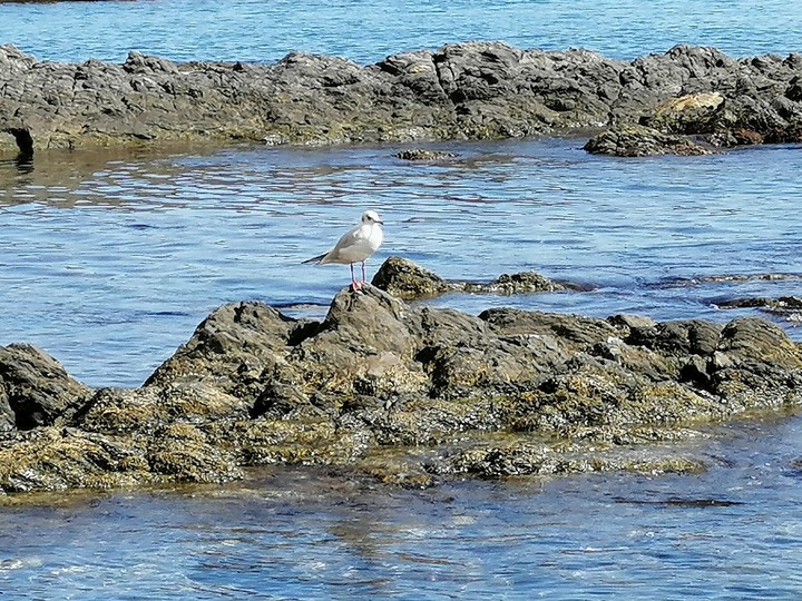 thinking seagull