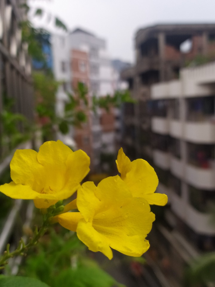 One fine gloomy bloomy day!
