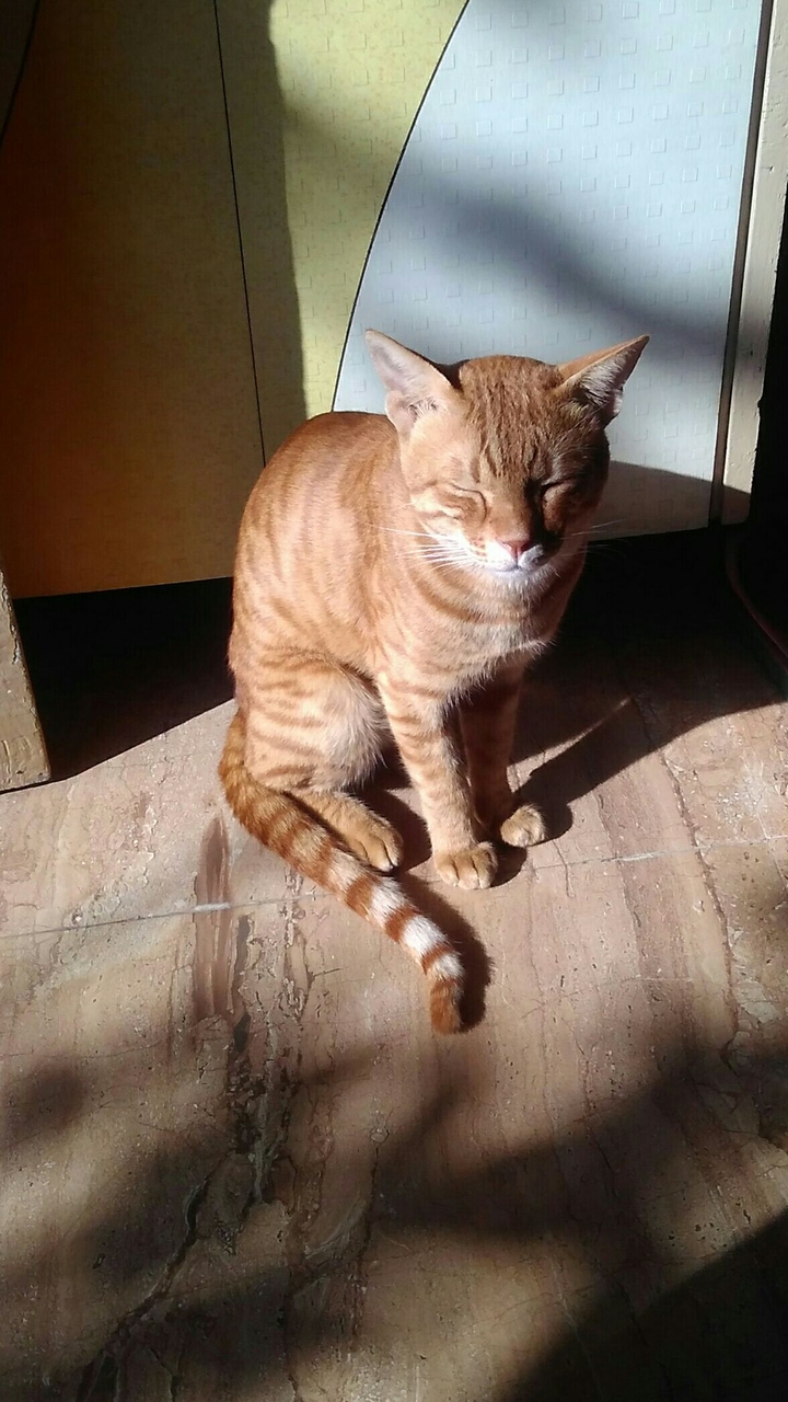 Tom
