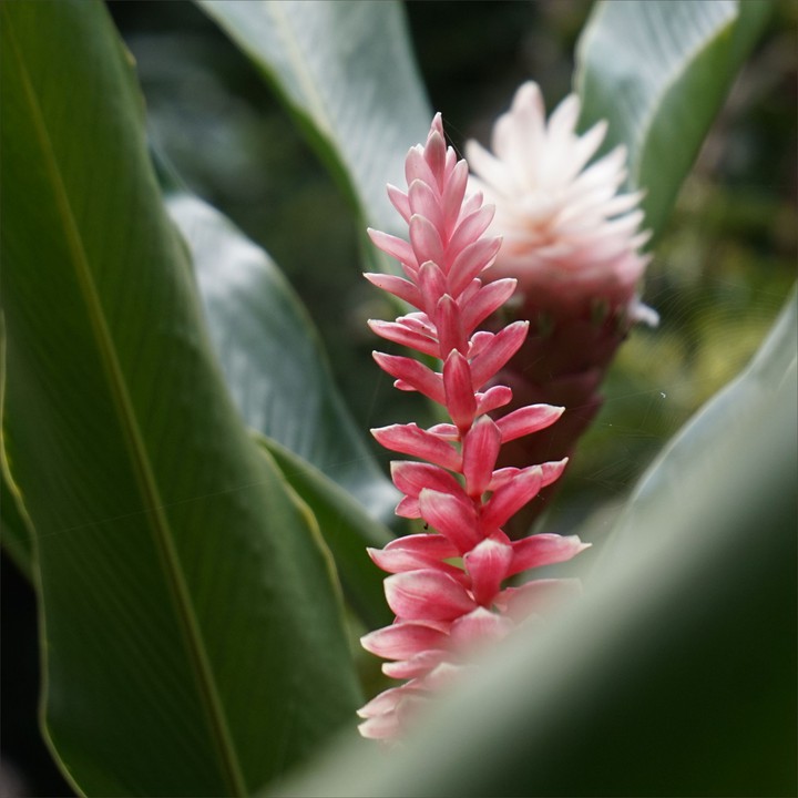 Hawaiian Ginger