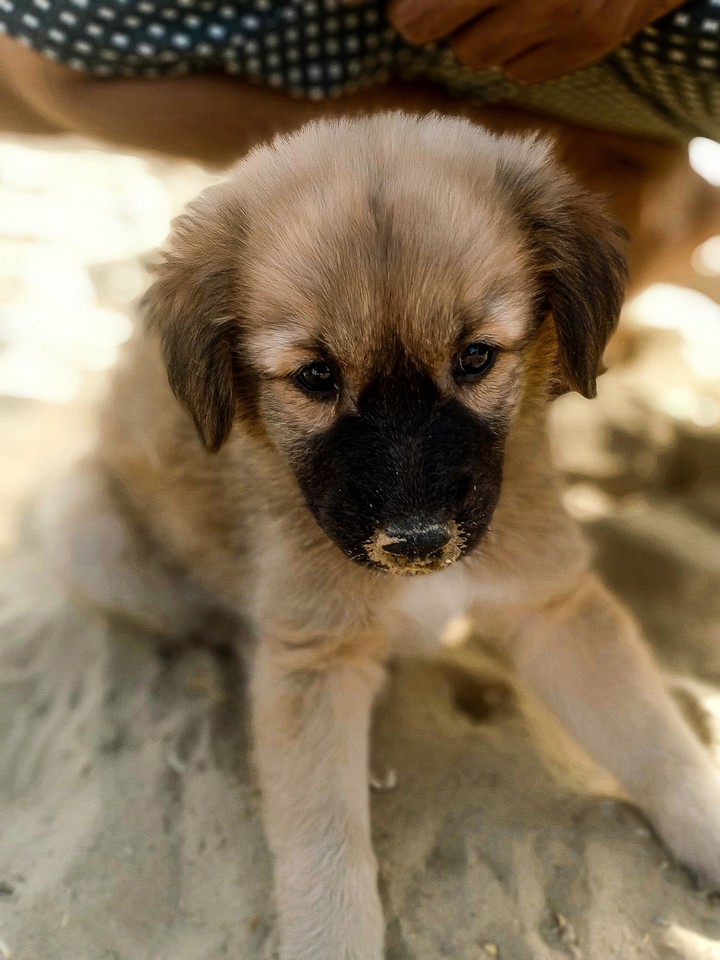 dog
