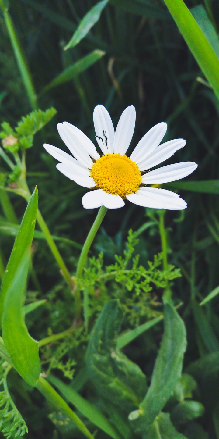 Camomile