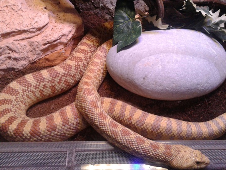 snake