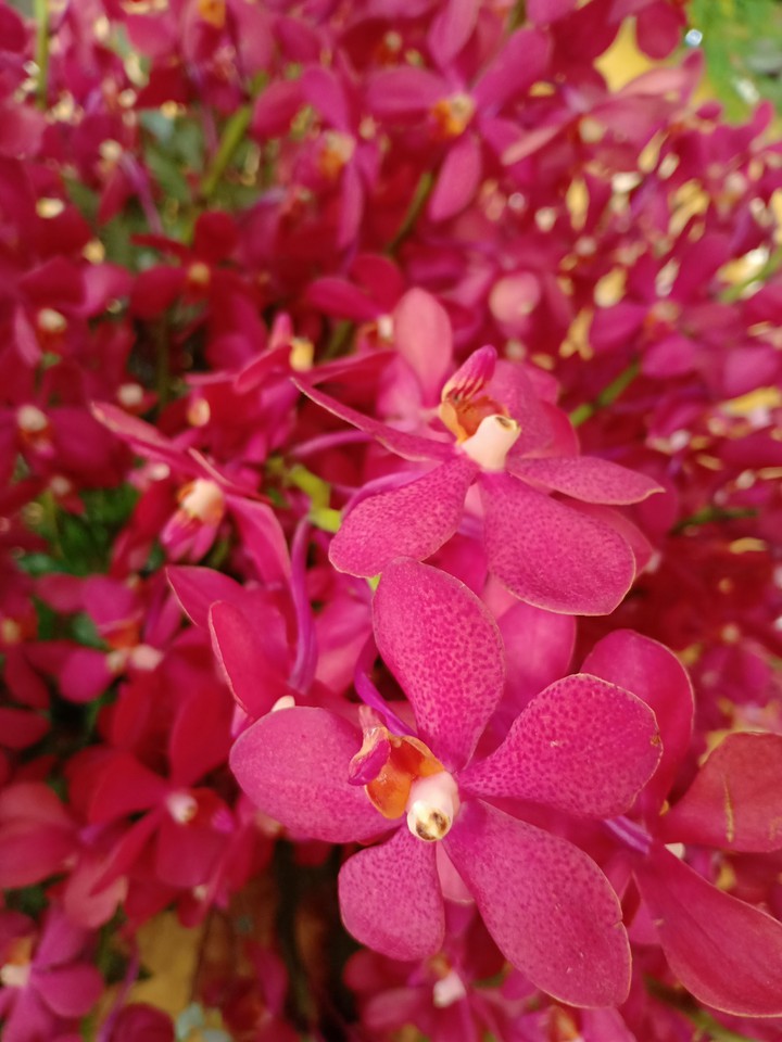 orchid