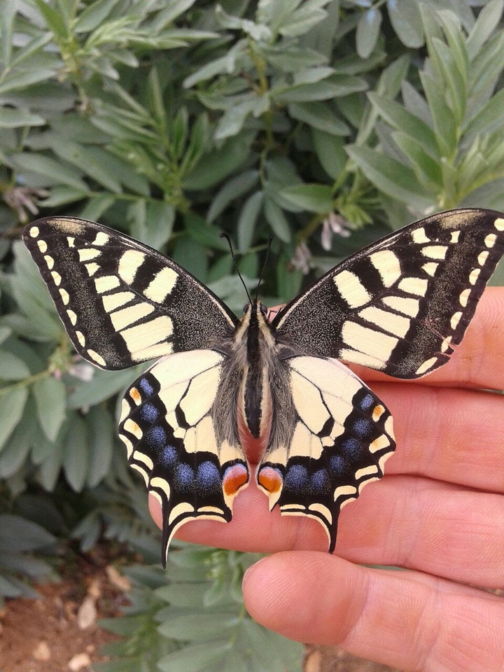 Monarch Butterfly
