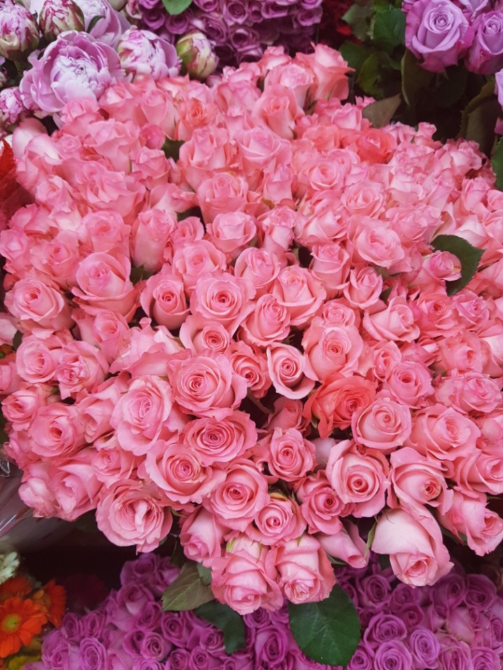 a rose flower