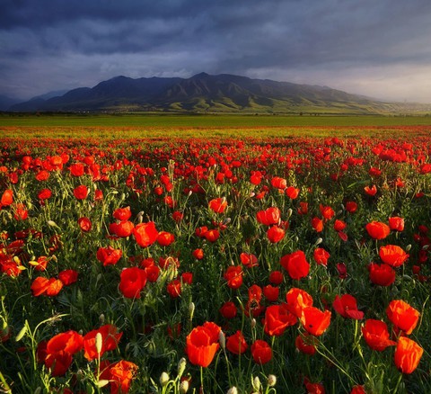 sfondi nature, flower