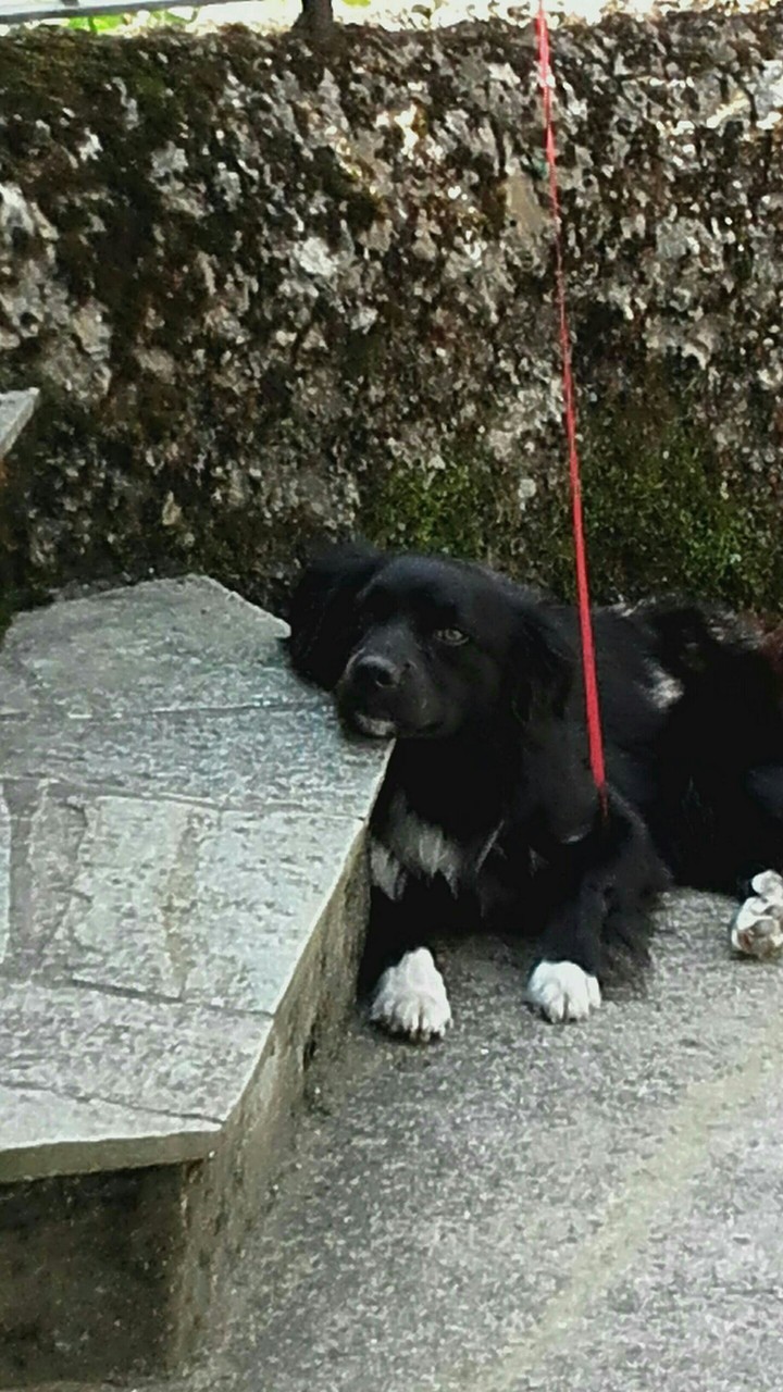 Tyson è  stanco