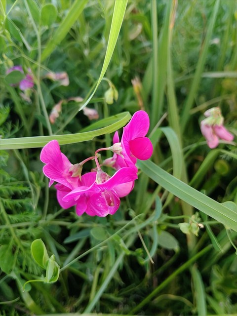 野花, wildflower壁纸