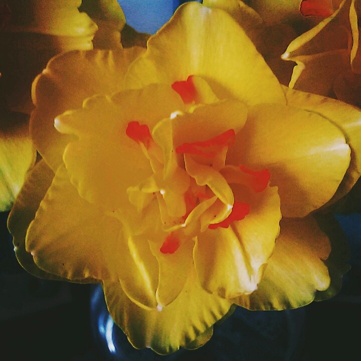 Flover