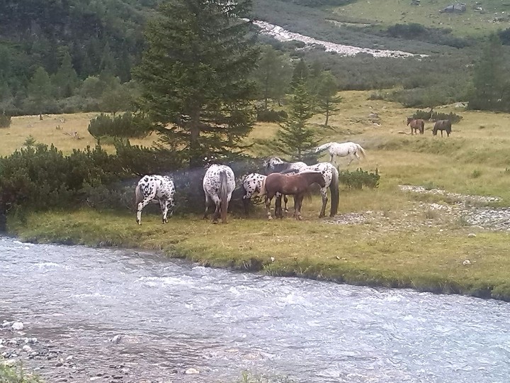 wild horses