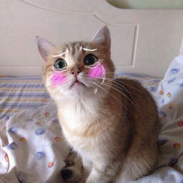 Sad cat