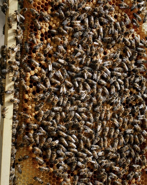 רקעים arthropod, honeycomb
