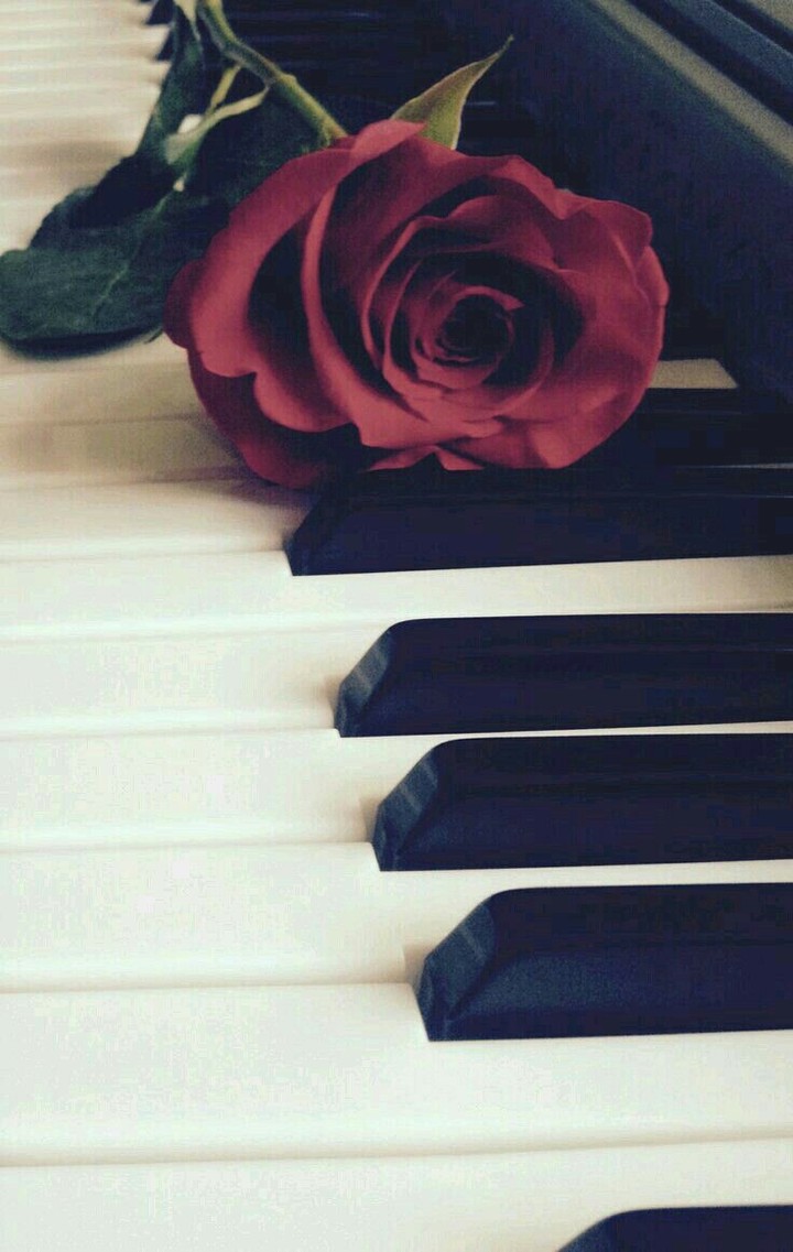 Rose melody ..