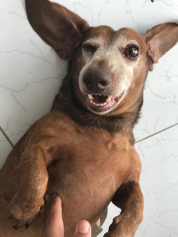 Dachshund ❤❤❤❤