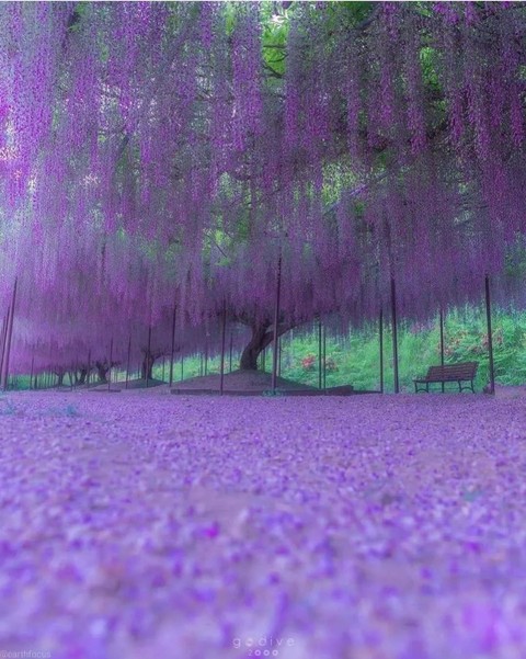 fonds d'écran purple, plant