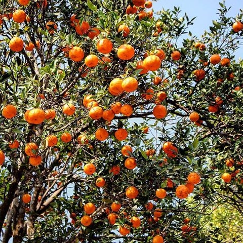 oranges