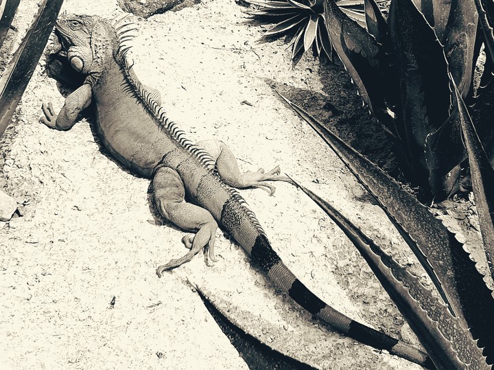 iguana