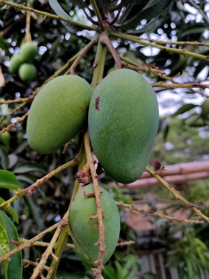 mango