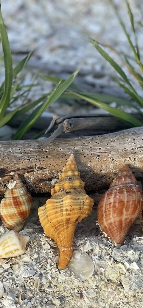 Conch, beach wallpapers