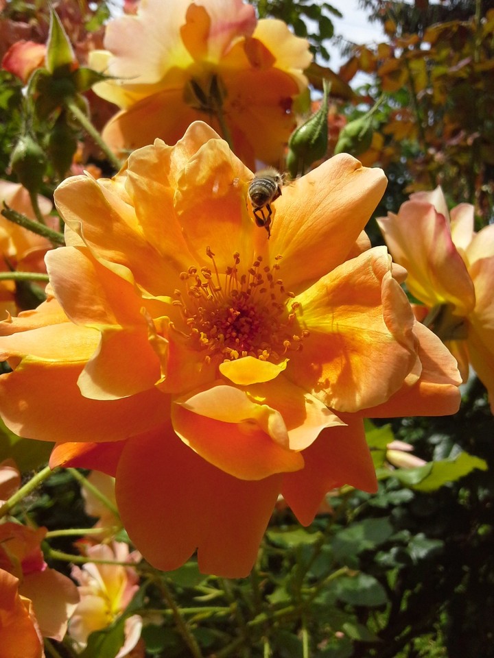 Blossom