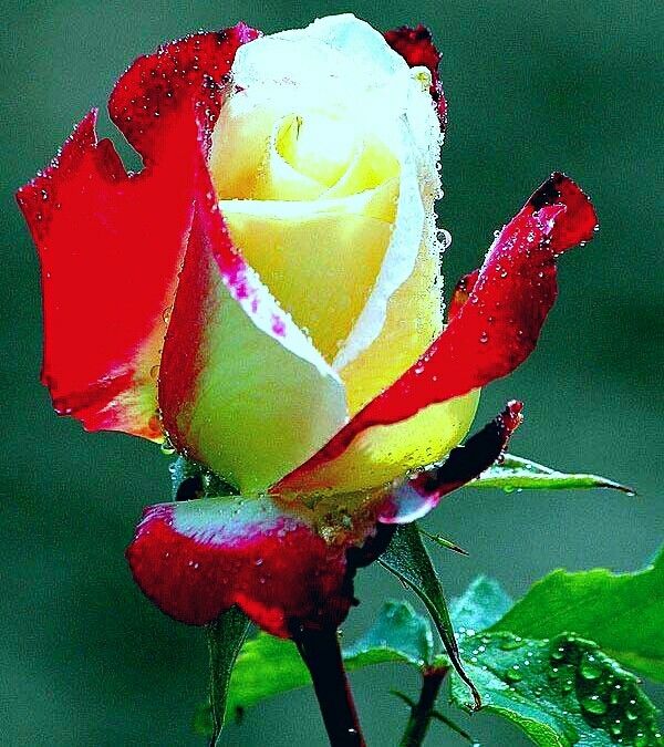 Rose jaune et rouge  !!!!