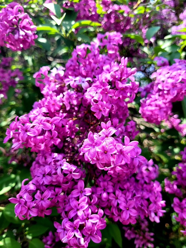 Lilac festival 2021