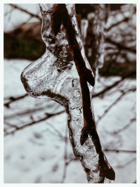 papéis de parede trunk, Water