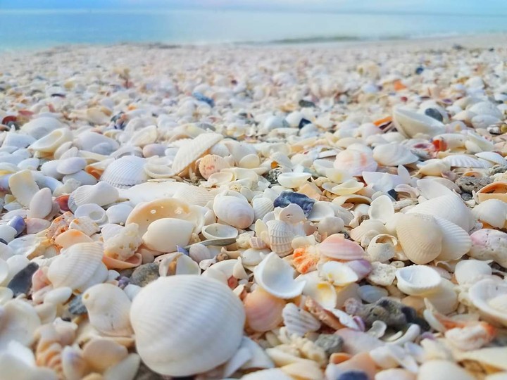 seashells