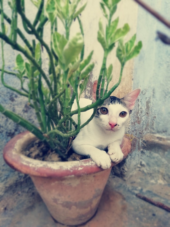 my cat?