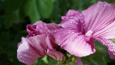 flowers