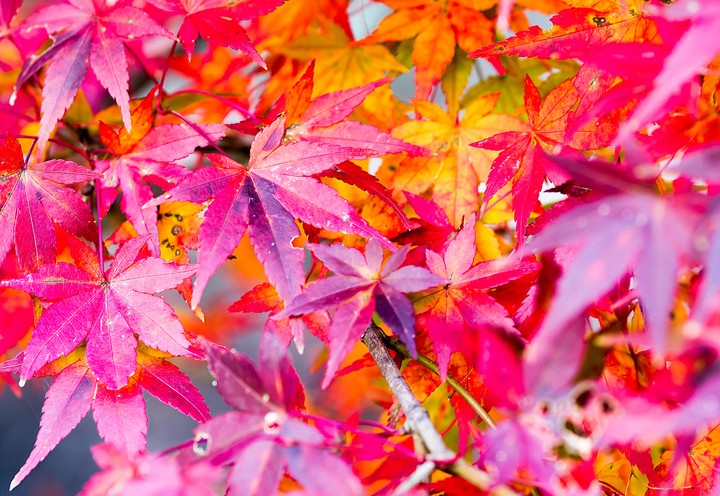 Autumn liefs