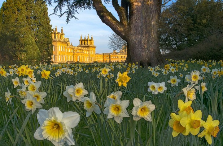 Blenheim Palace