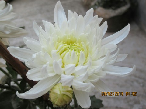 a flower