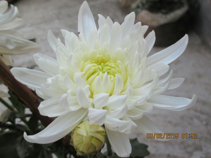 a flower
