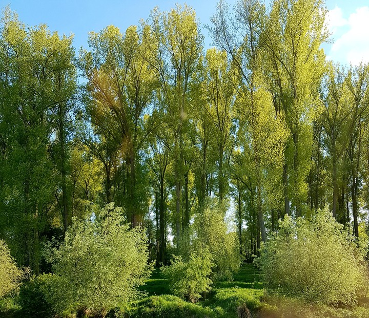 green life
