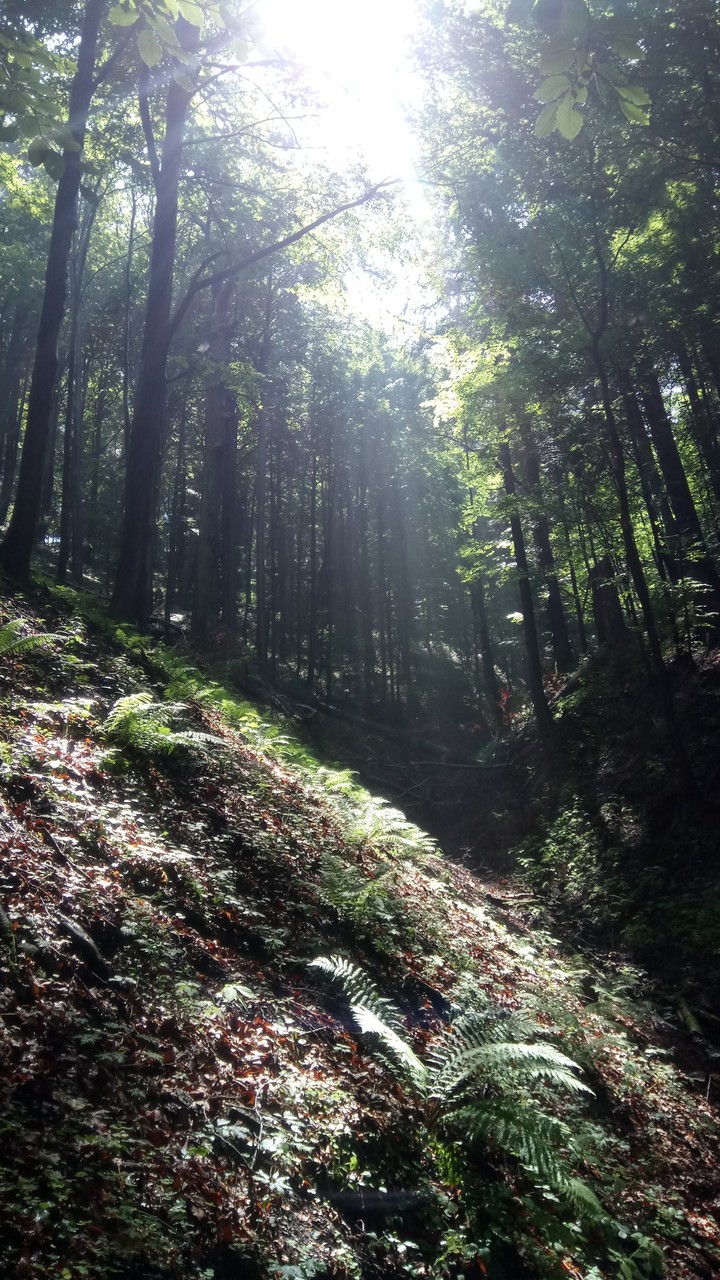 Polish forest
