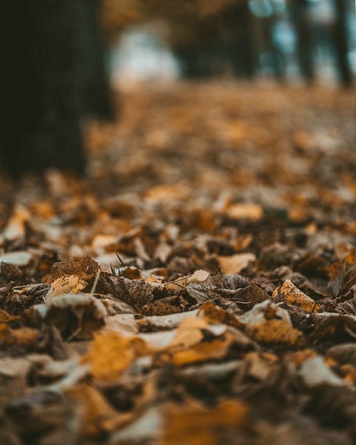 autumn