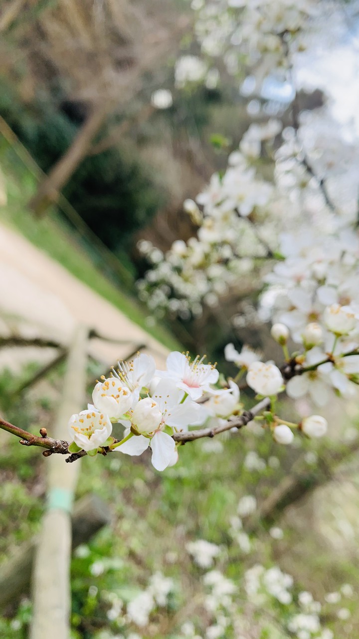 spring