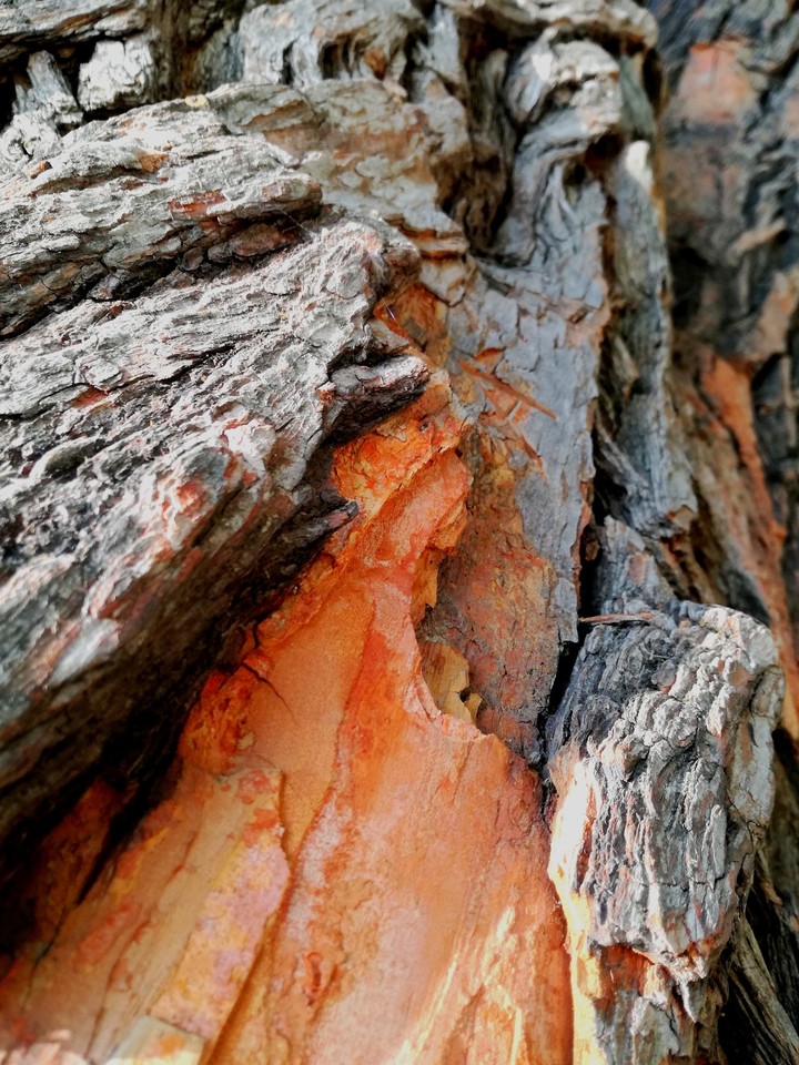 colors of nature