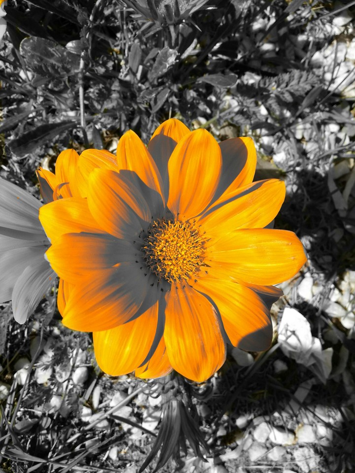 orange