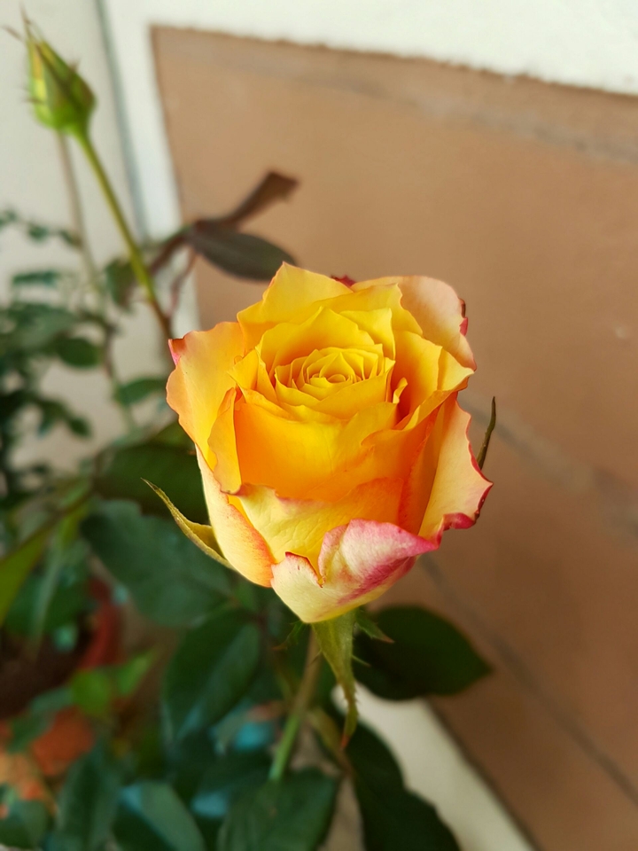 rose