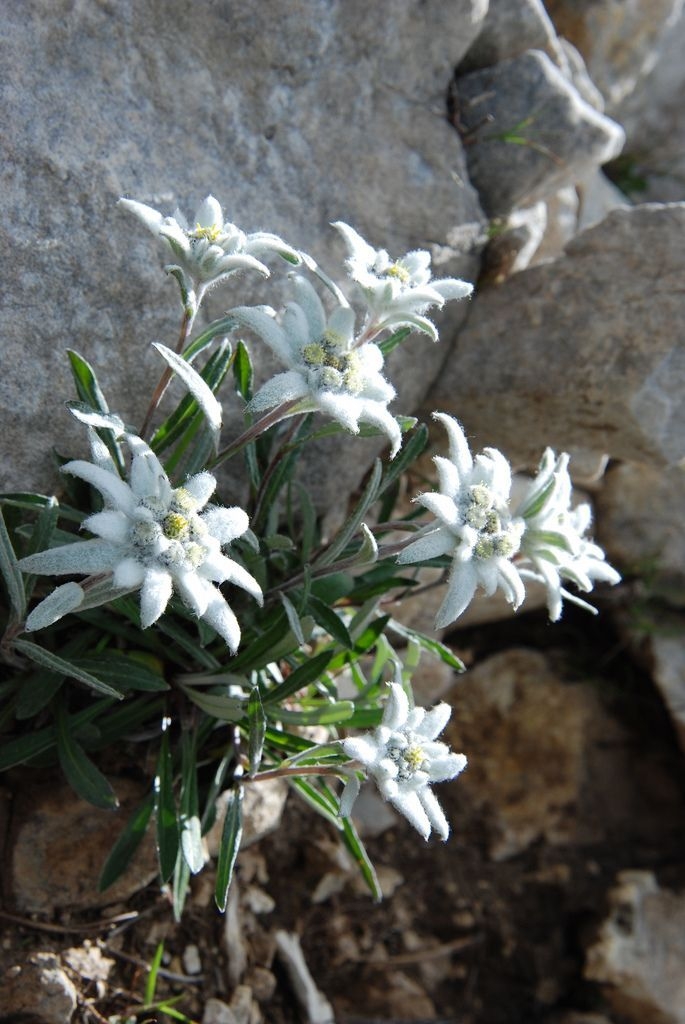 DELICATE EDELWEISS