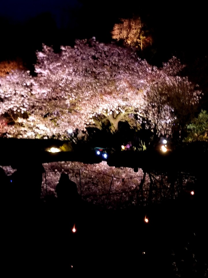 夜桜(ｾﾝﾀﾞｲﾔ)