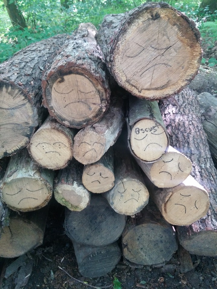 Sad woods