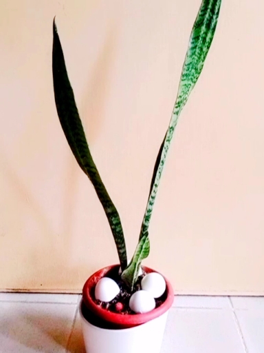 snake plant