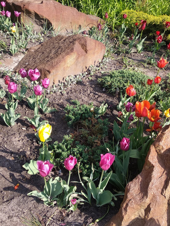 tulips