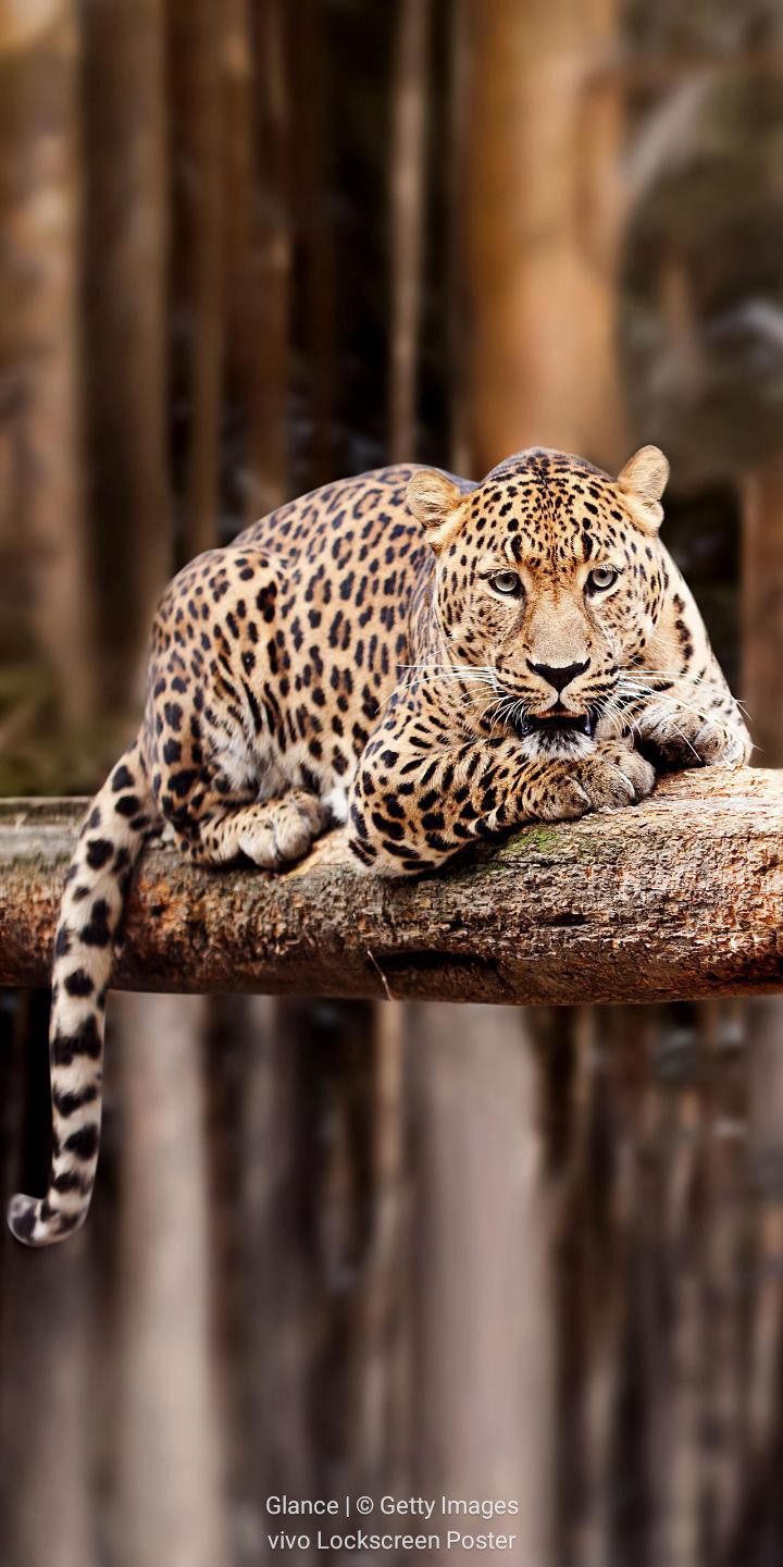 leopard