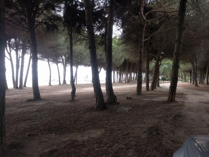 pine 