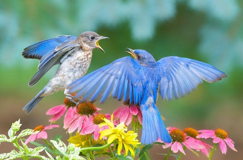 birds